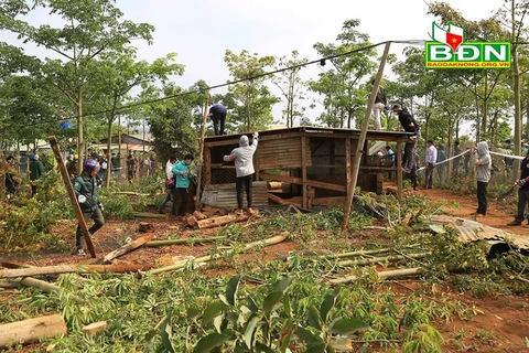 Sau khi cưỡng chế, đất rừng sẽ được giao về cho Công ty TNHH một thành viên Lâm nghiệp Quảng Sơn để trồng lại rừng. (Nguồn: Báo Đắk Nông)