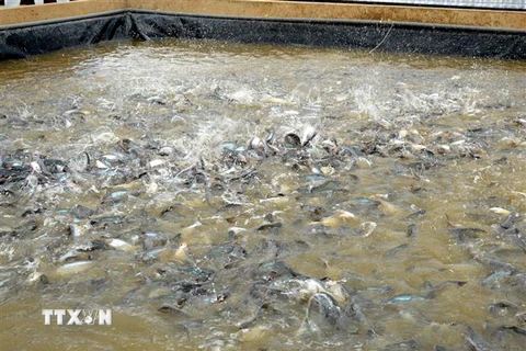 Huyện Hồng Ngự là một trong những địa phương sản xuất nhiều cá tra bột và cá tra giống ở tỉnh Đồng Tháp. (Ảnh: Nhựt An/TTXVN)