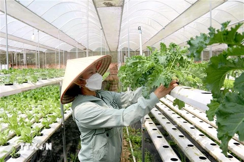 Mô hình trồng rau thủy canh thích ứng biến đổi khí hậu tại Hợp tác xã rau an toàn Tiến Phát, huyện Đức Linh, tỉnh Bình Thuận. (Ảnh: Nguyễn Thanh/TTXVN)