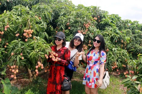 Du khách tham quan, chụp ảnh tại vườn vải thiều xã Nam Dương, Lục Ngạn, tỉnh Bắc Giang. (Ảnh: TTXVN)