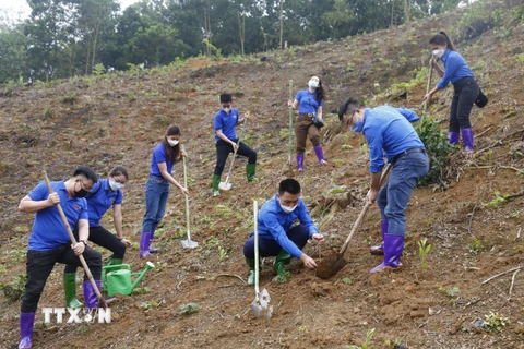 Đoàn thanh niên TTXVN trồng và trao tặng 500 cây xanh cho các hộ gia đình có hoàn cảnh khó khăn của xã Trung Yên. (Ảnh: Nam Sương/TTXVN)