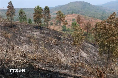 Một góc hiện trường vụ cháy rừng tại bản Nà Nọi 2 (xã Nà Nhạn, thành phố Điện Biên Phủ, tỉnh Điện Biên) nhìn từ lõi hiện trường vụ cháy. (Ảnh: Xuân Tiến/TTXVN)