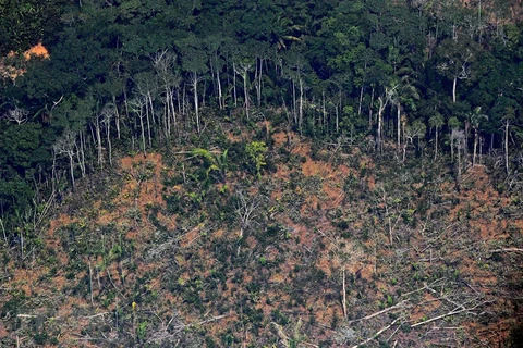 Một khoảng rừng Amazon ở bang Rondonia, miền Bắc Brazil bị tàn phá. (Ảnh: AFP/TTXVN)