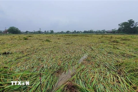 Một diện tích lúa sắp đến kỳ thu hoạch bị gãy đổ ở xã Triệu Trung, huyện Triệu Phong. (Ảnh: TTXVN phát)