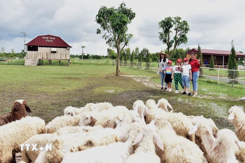 Trang trại cừu thu hút khách du lịch.