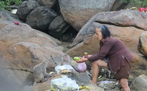 Bà Nguyễn Thị Chất cho đàn khỉ ăn. (Nguồn: Kiemlamquangngai.gov.vn)