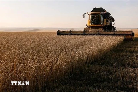 Thu hoạch lúa mì tại cánh đồng ở vùng Krasnoyarsk của Nga. (Ảnh: Reuters/TTXVN)