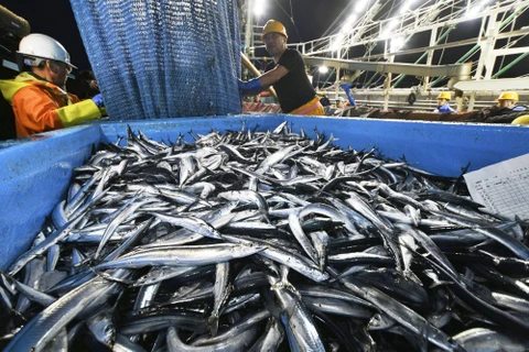 Cá ở cảng Onahama, Fukushima. (Nguồn: Kyodo)