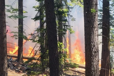 Vụ cháy đe dọa hủy hoại nhiều cây cự sam cổ thụ khổng lồ. (Nguồn: Nbcnews)