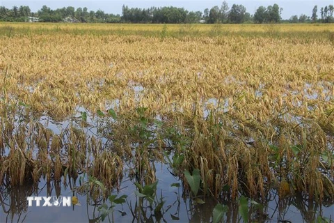 Diện tích lúa Hè Thu tại huyện Vị Thủy bị đổ ngã sau đợt mưa dông kéo dài. (Ảnh: Hồng Thái/TTXVN)