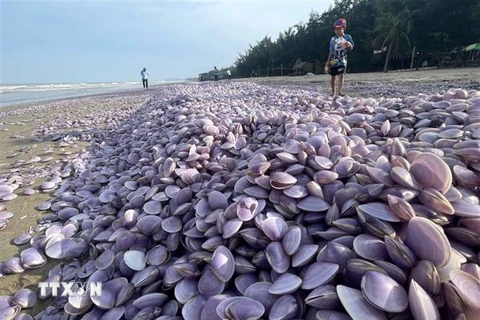 Vỏ ngao trôi dạt vào bờ biển phường Hải Lĩnh (thị xã Nghi Sơn, Thanh Hóa). (Ảnh: Nguyễn Nam/TTXVN)