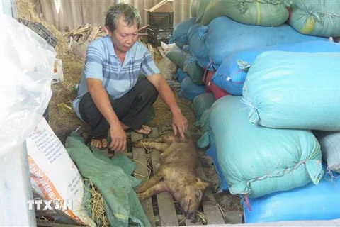 Hộ gia đình ông Lê Hùng Vương, thôn Định Thành, xã Hòa Định Đông (huyện Phú Hòa) có 34 con lợn được tiêm vaccine thì nhiều con đã bị chết. (Ảnh: Tường Quân/TTXVN)
