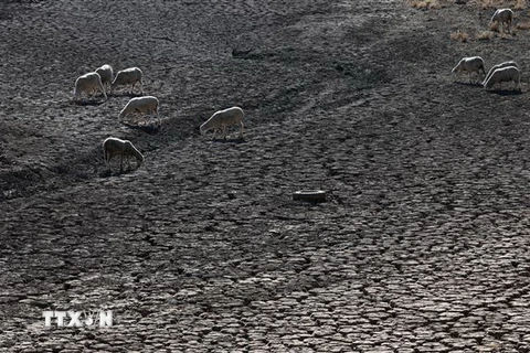 Những con cừu tìm thức ăn trên lòng sông khô cạn do hạn hán tại Villarta de los Montes, Tây Ban Nha. (Ảnh: AFP/ TTXVN)
