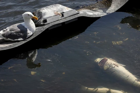 Cá chết ở Vịnh San Francisco do sự xuất hiện của một loại tảo độc hại (Nguồn: Independent)