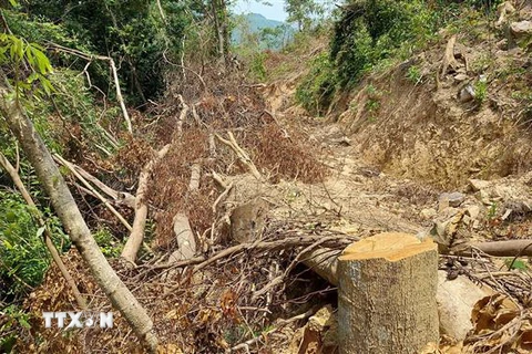 Hiện trường vụ chặt hạ nhiều gốc cây rừng tự nhiên tại Tiểu khu 771, xã Cam Tuyền, huyện Cam Lộ. (Ảnh: TTXVN phát)