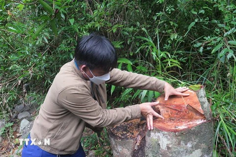 Một thân cây có đường kính hơn 40cm bị chặt phá tại tiểu khu 165, xã Sơn Hội, huyện Sơn Hòa. (Ảnh: Tường Quân/TTXVN)