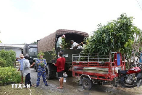 Số cây xanh được đưa lên xe để vận chuyển về Vùng 4 Hải quân, tỉnh Khánh Hòa. (Ảnh: TTXVN phát)