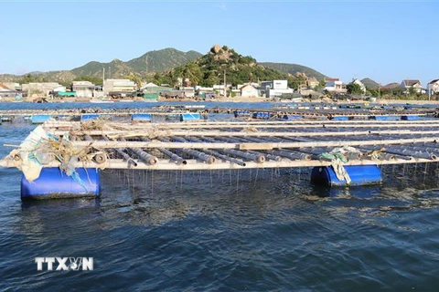 Lồng bè nuôi hàu Thái Bình Dương treo dây tại khu vực biển Đầm Nại, huyện Ninh Hải. (Ảnh: Nguyễn Thành/TTXVN)