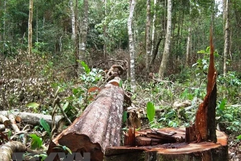 Hiện trường một vụ phá rừng ở Đắk Nông. (Nguồn: TTXVN)