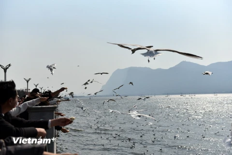 Mỗi dịp Đông về, hải âu đỏ di cư từ miền Bắc lại đến với hồ Điền Trì, tạo ra nét độc đáo, thu hút lượng lớn du khách.