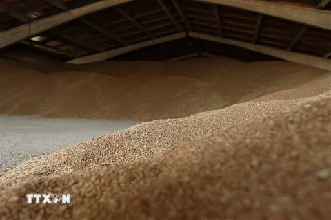 Ngũ cốc được lưu trữ tại kho ở Izmail thuộc vùng Odessa, Ukraine. (Ảnh: AFP/TTXVN)