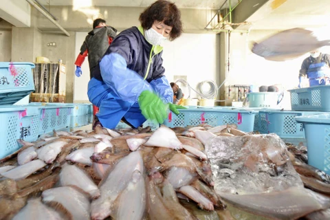 Phân loại cá tại Iwaki, tỉnh Fukushima của Nhật Bản. (Nguồn: Kyodo)