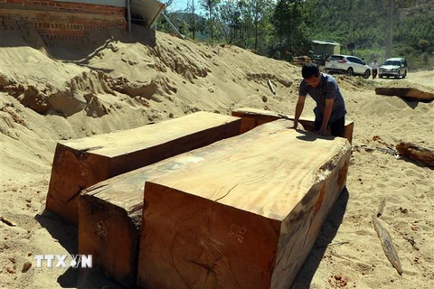 Các hộp gỗ lậu được khai thác, tập kết tại mỏ khai thác cát, sỏi 87 thuộc xã Đăk Pxi, huyện Đăk Hà, tỉnh Kon Tum. (Ảnh: Cao Nguyên/TTXVN)