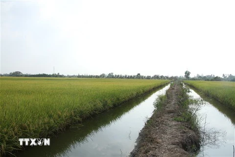 Cánh đồng tôm-lúa tại huyện Phước Long, tỉnh Bạc Liêu. (Ảnh: Chanh Đa/TTXVN)