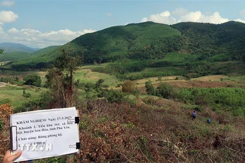 Phú Yên: Truy tìm đối tượng phá rừng phòng hộ ở huyện Sơn Hòa