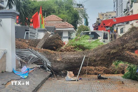 Cây trong trường Trường Trung học cơ sở Trần Văn Ơn (quận 1, Thành phố Hồ Chí Minh) bị đổ ra đường Nguyễn Văn Thủ. (Ảnh: TTXVN phát)