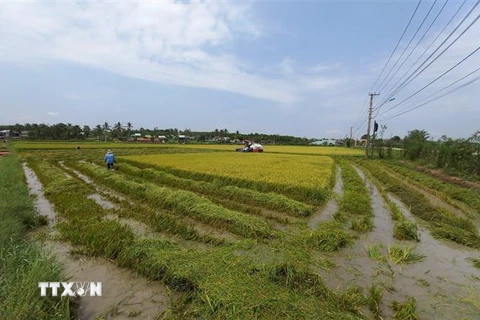 Một số hộ dân tại Kon Tum tranh thủ gặt sớm sau khi bị ảnh hưởng nặng nề từ mưa đá. (Ảnh: Dư Toán/TTXVN)
