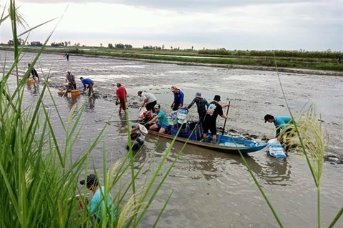 Người dân huyện Hồng Dân, tỉnh Bạc Liêu thu hoạch tôm trên nền đất lúa. (Ảnh: Chanh Đa/TTXVN)