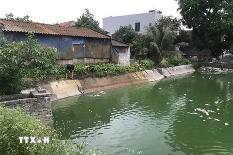 Anh Nguyễn Văn Thượng vớt cá chết ở ao nuôi của gia đình. (Ảnh: Tiến Vĩnh/TTXVN)
