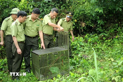Quảng Ninh: Thả 10 cá thể khỉ về môi trường tự nhiên tại Vân Đồn