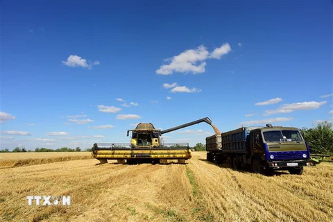 Nông dân thu hoạch lúa mỳ gần Melitopol, vùng Zaporizhzhia, Ukraine. (Nguồn: AFP/TTXVN)