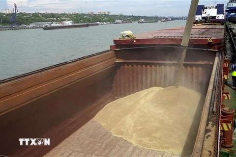 Vận chuyển lúa mỳ lên tàu hàng tại Cảng Quốc tế Rostov-on-Don để chuyển tới Thổ Nhĩ Kỳ. (Ảnh: AFP/TTXVN)