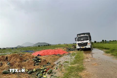  Dưa hấu trái vụ bị hư hại do mưa bão tại xã Phú Cần, huyện Krông Pa, tỉnh Gia Lai. (Ảnh: TTXVN phát)