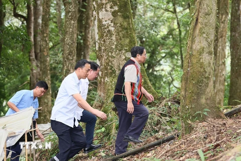 Thủ tướng Phạm Minh Chính khảo sát tại vườn sâm Ngọc Linh tại xã Măng Ri, huyện Tu Mơ Rông, Kon Tum. (Ảnh: Dương Giang/TTXVN)