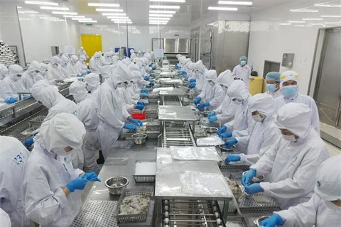Chế biến tôm xuất khẩu tại Công ty Trách nhiệm hữu hạn Thủy sản Thái Minh Long, thị xã Giá Rai, tỉnh Bạc Liêu. (Ảnh: TTXVN phát)