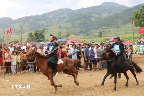 Ngựa bản địa của người Mông tuy không to cao nhưng chạy rất nhanh và bền sức. (Ảnh: Nguyễn Oanh/TTXVN)