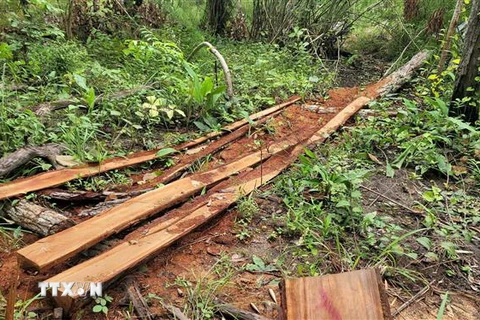 Hiện trường vụ khai thác gỗ trái phép tại huyện Mang Yang, tỉnh Gia Lai. (Ảnh: Hoài Nam/TTXVN)