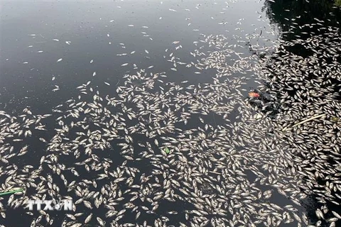 Ước tính hàng tấn cá chết được công nhân Công ty Quản lý Phát triển Hạ tầng Đô thị Vinh thu gom. (Ảnh: Văn Tý/TTXVN)