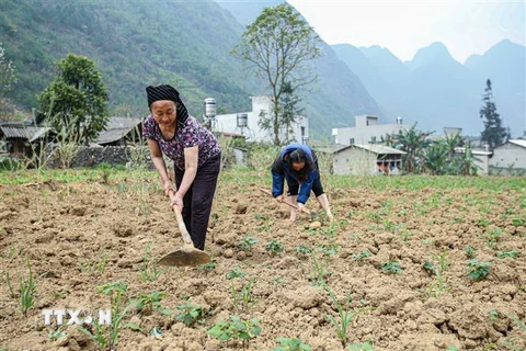 Gia đình bà Giàng Thị Pháy, thôn Pả Vi Thượng, xã Pả Vi, huyện Mèo Vạc, tỉnh Hà Giang cải tạo, chăm sóc 1ha vườn trồng xen kẽ ngô và các loại rau màu của gia đình. (Ảnh: Nam Thái/TTXVN)