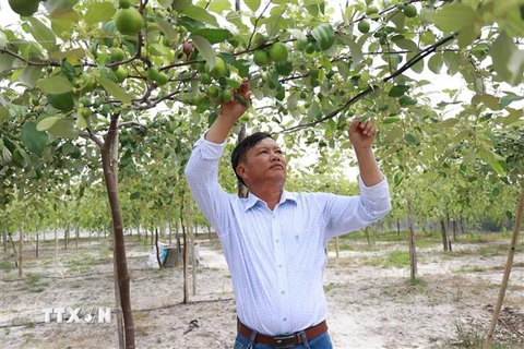 Ông Hồ Tấn Cường kiểm tra vườn táo. (Ảnh: Đặng Tuấn/TTXVN)