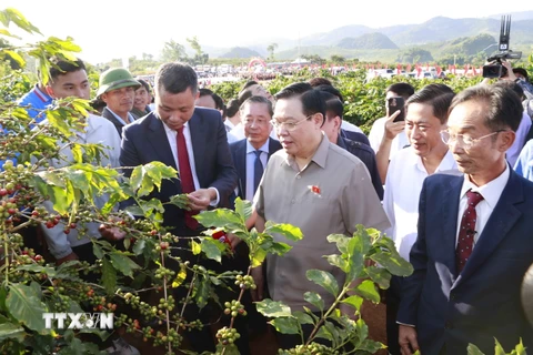 Chủ tịch Quốc hội Vương Đình Huệ thăm vùng trồng càphê tại bản Hoàng Văn Thụ, xã Hua La, thành phố Sơn La. (Ảnh: Doãn Tấn/TTXVN)