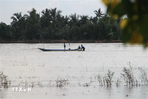 Nông dân huyện Vị Thủy (Hậu Giang) tận dụng đồng ngập nước để nuôi cá trên ruộng. (Ảnh: Hồng Thái/TTXVN)