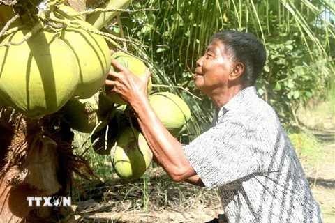 Ông Thạch Chanh, xã Hoà Tân (Cầu Kè, Trà Vinh) thu hoạch dừa sáp. (Ảnh: Thanh Hòa/TTXVN)