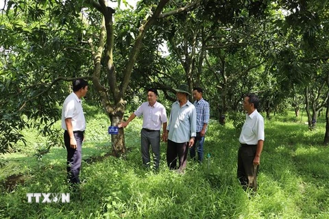 Tham quan vườn cây đầu dòng tại xã Hòa Hưng, huyện Cái Bè, tỉnh Tiền Giang. (Ảnh: Minh Trí/TTXVN)