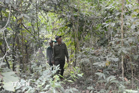 Lực lượng quản lý, bảo vệ rừng Khu Bảo tồn Thiên nhiên Ea Sô tuần tra khu vực giáp ranh với xã Ea Dăh, huyện Krông Năng, Đắk Lắk. (Ảnh: Tuấn Anh/TTXVN)