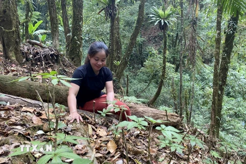 Nhiều hộ dân tại huyện Đăk Glei (Kon Tum) đã mạnh dạn vay vốn để đầu tư vào trồng dược liệu dưới tán rừng vươn lên thoát nghèo. (Ảnh: Khoa Chương/TTXVN)